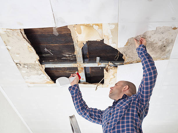 Reliable Wrightsville, PA Mold Removal Solutions